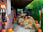 Pumpkin Booty Patch