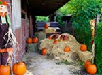 Pumpkin Booty Patch