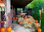 Pumpkin Booty Patch