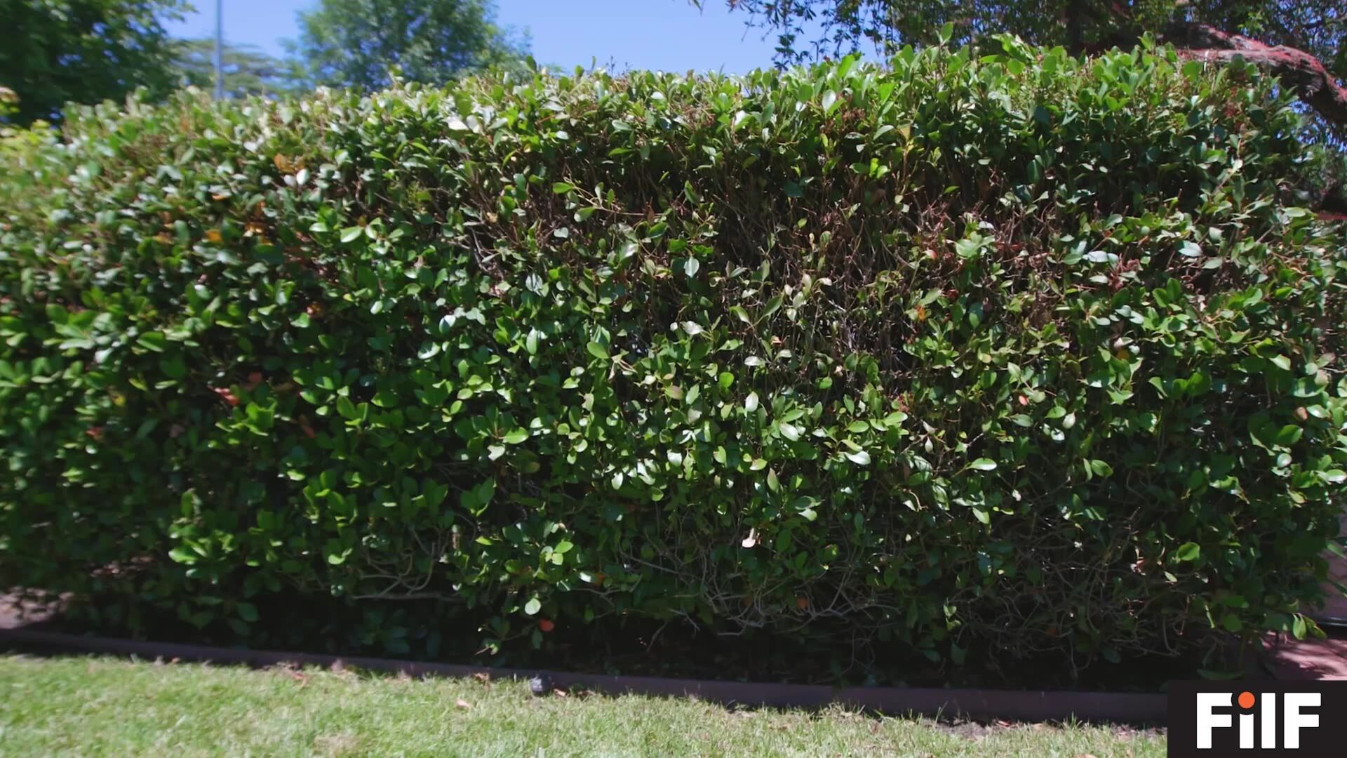 Naughty Brazilian teen Gina Valentina poolside fuck with neighbor