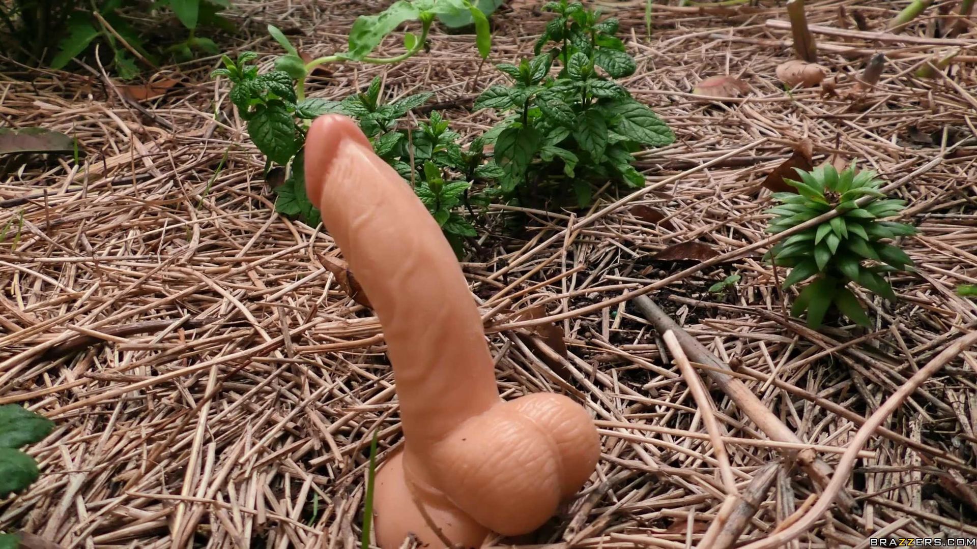 Alexis' Dildo Harvest
