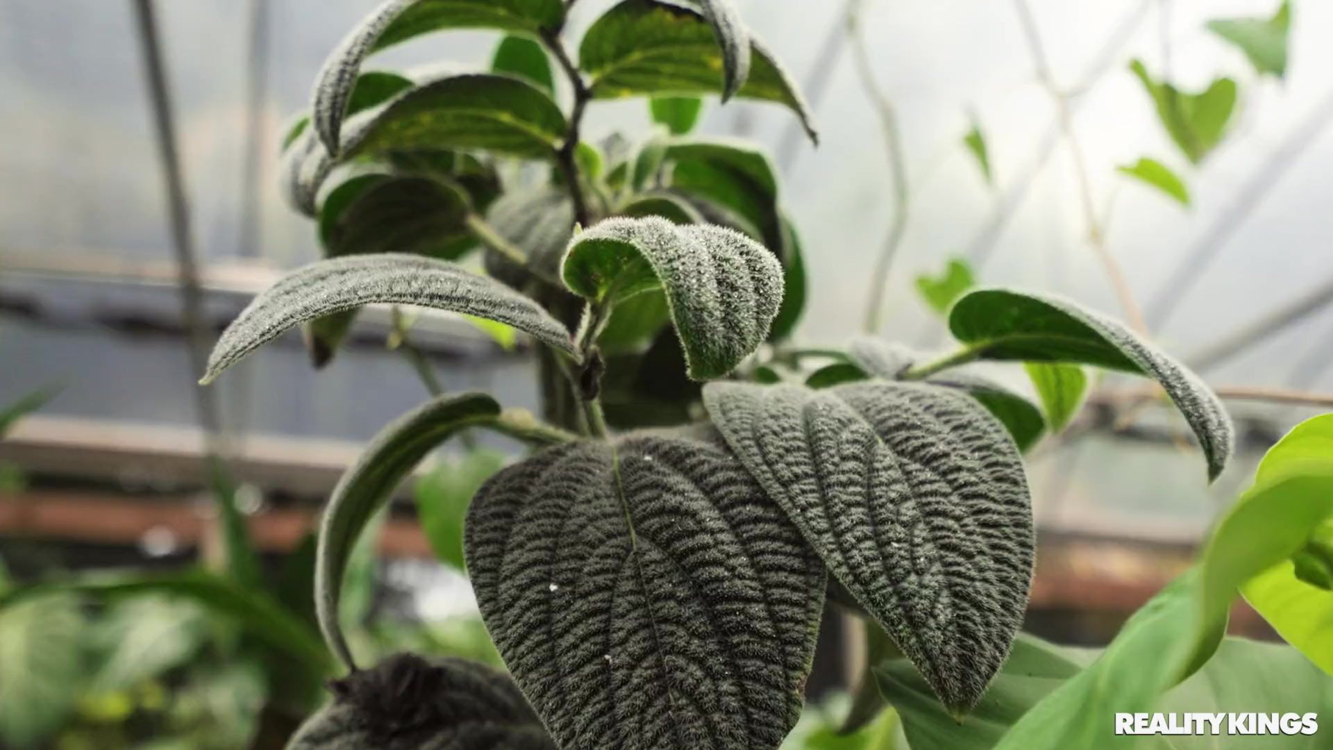 Growing Plants and Cocks