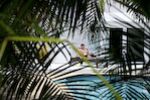 The Peeping Toms