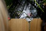 The Peeping Toms