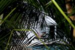 The Peeping Toms