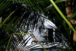 The Peeping Toms