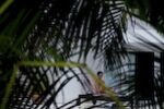 The Peeping Toms