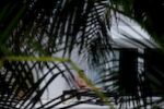 The Peeping Toms