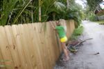 The Peeping Toms