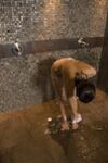 Sex in the Shower 0201